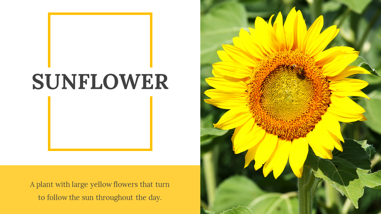 Sunflower image with large yellow petals and green leaves, with a title and description box on the left.