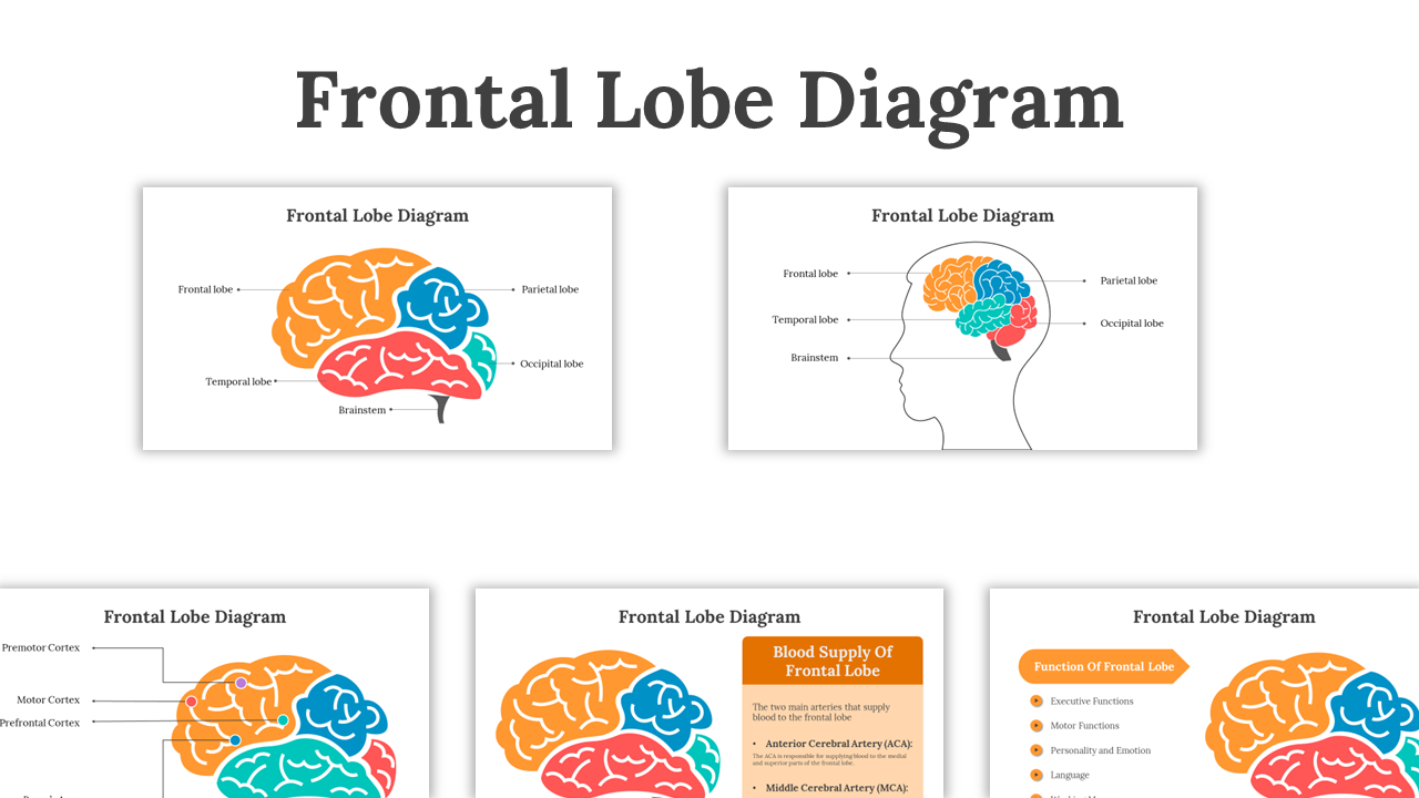 Set of slides featuring the frontal lobe of the brain, in orange highlights, with various labels, and descriptions.