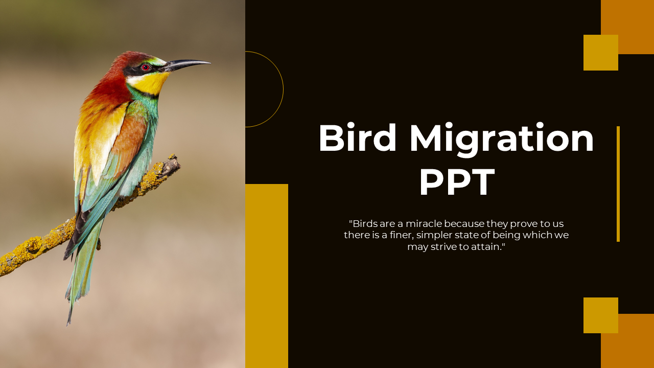 A pack of slides showcasing vibrant birds and the text with a thought provoking quote about birds as miracles.