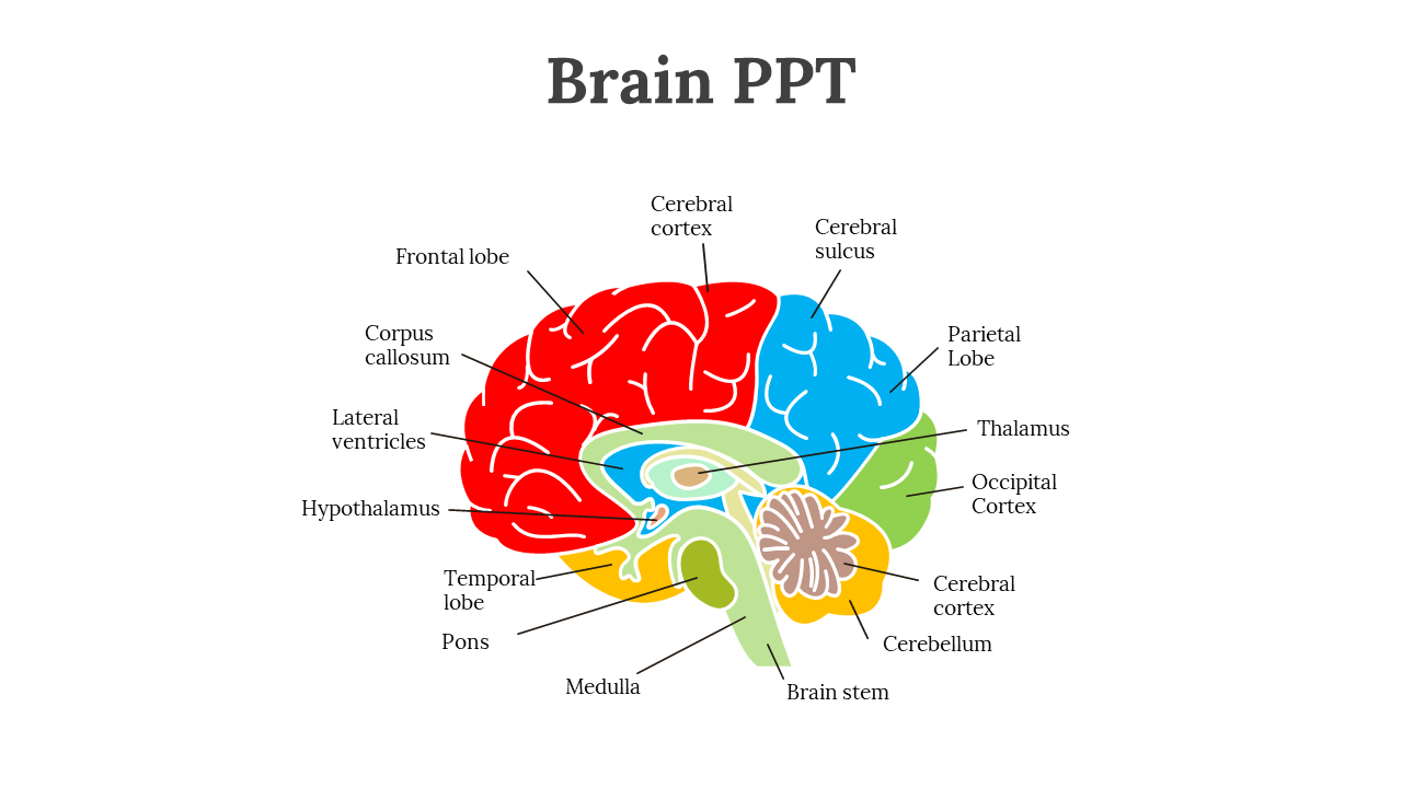 Set of brain anatomy slides showing different sections and labeled parts in a PowerPoint template.