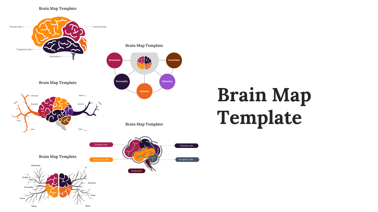 A pack of brain map slides showing different brain areas and connections with colorful labels with text.