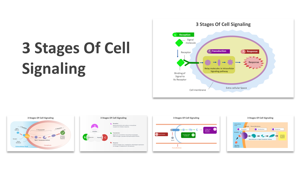 Slide deck on the 3 stages of cell signaling, using colorful diagrams, detailing reception, transduction, and response.