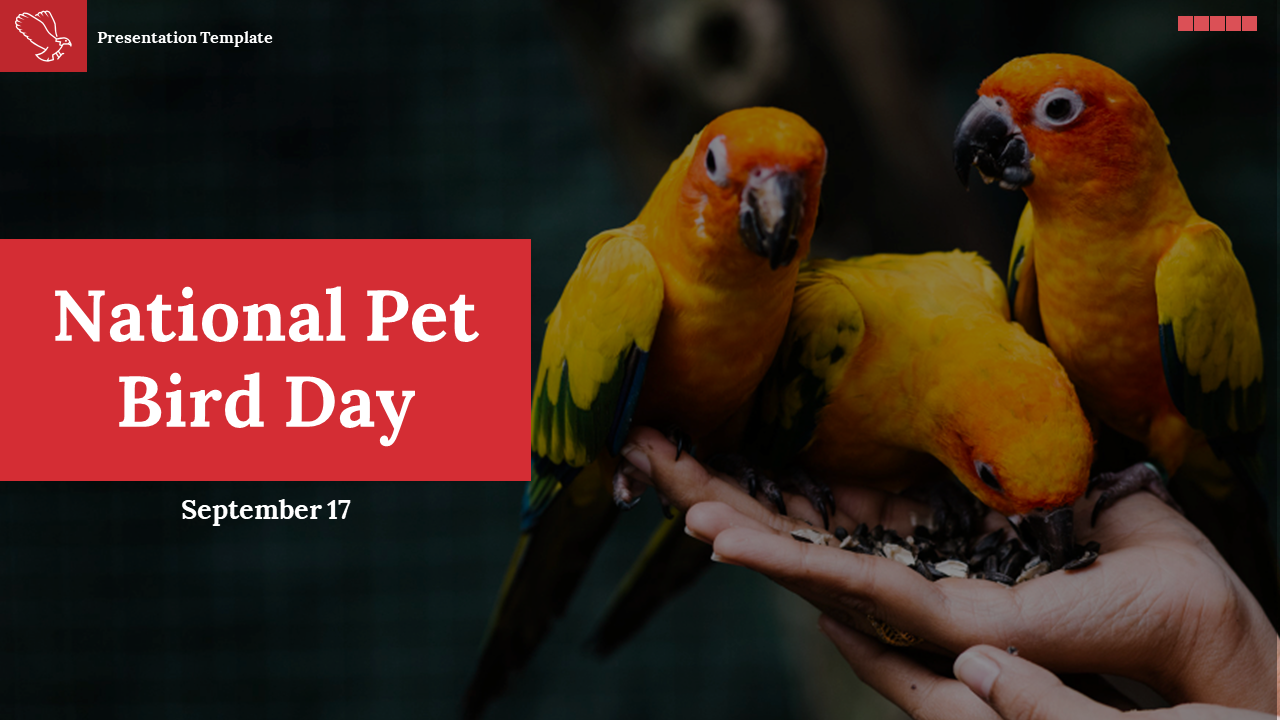 Slide deck featuring colorful pet birds in hand, with a red and black theme, discussing activities and history.