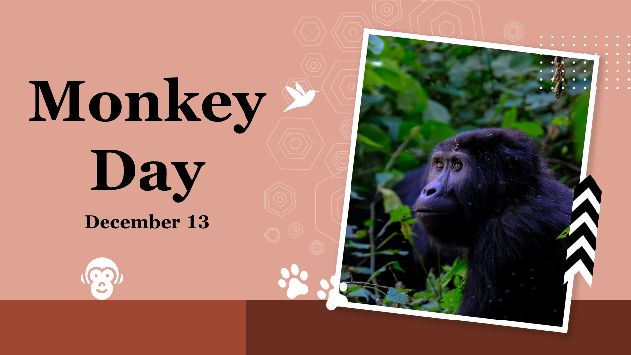 Slide deck uses images of monkeys alongside text and tables to explain history, facts, and celebrations in brown hues.