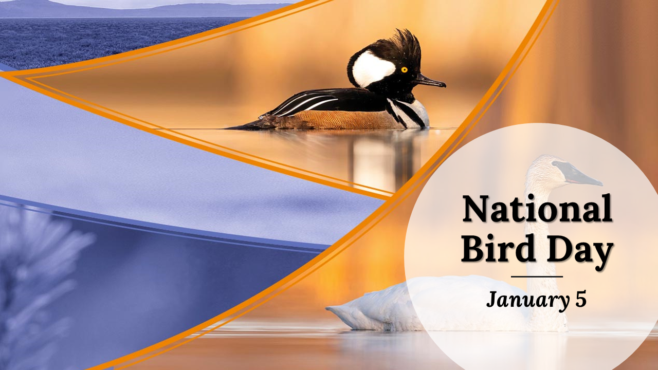 Colorful birds featured in the National Bird day slides highlighting different species and their habitats with text.