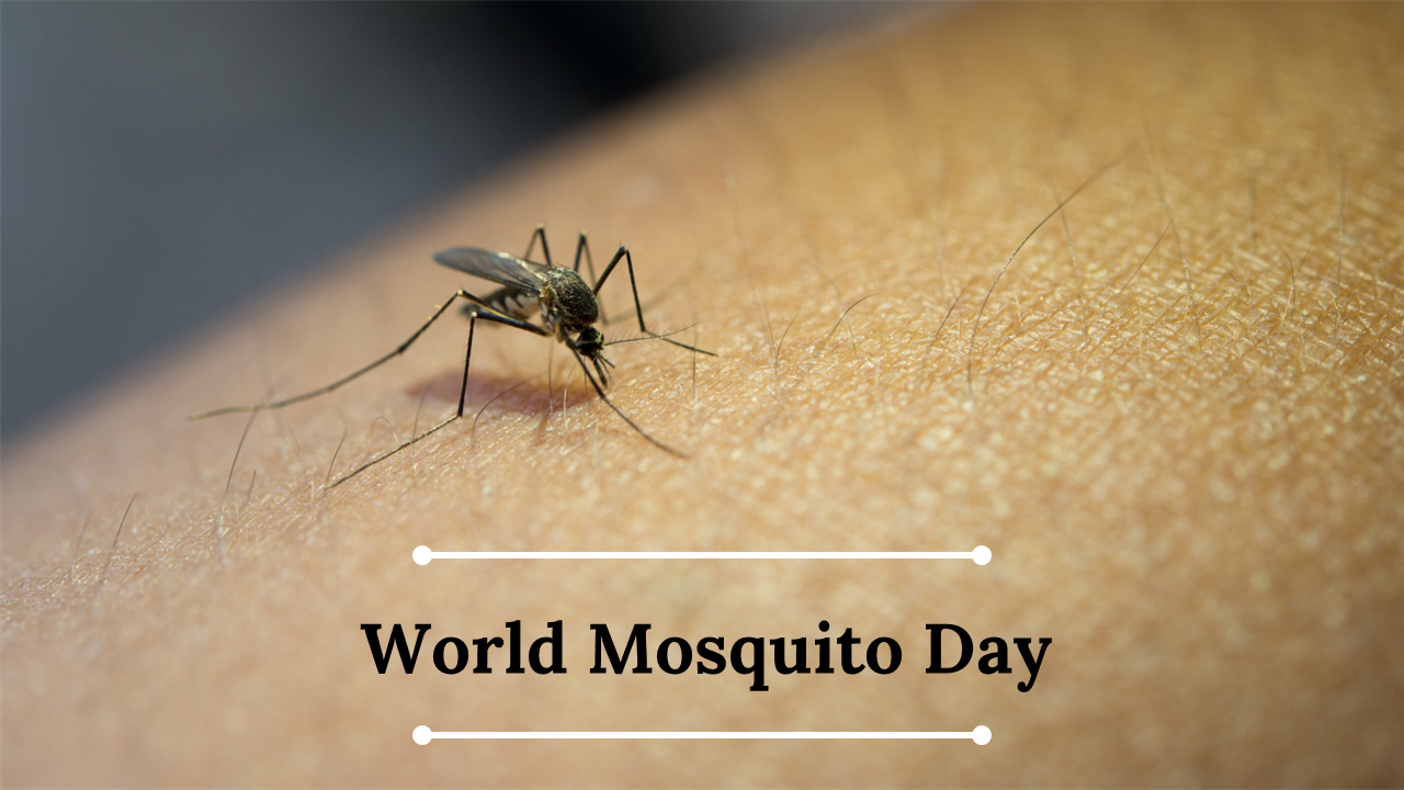 World mosquito day slides with mosquito images, disease icons, maps, and timeline elements in orange and white colors.