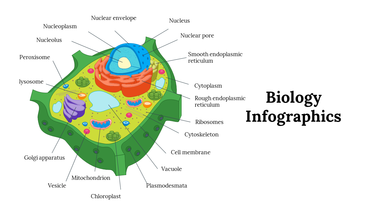 Biology slide deck showing a colorful labeled diagram of a plant cell with key parts from cytoplasm, to chloroplast.