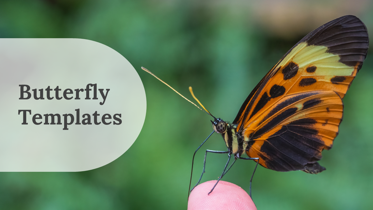 A pack of butterfly slides with various sections on butterfly species, characteristics, habitats, and lifecycle.