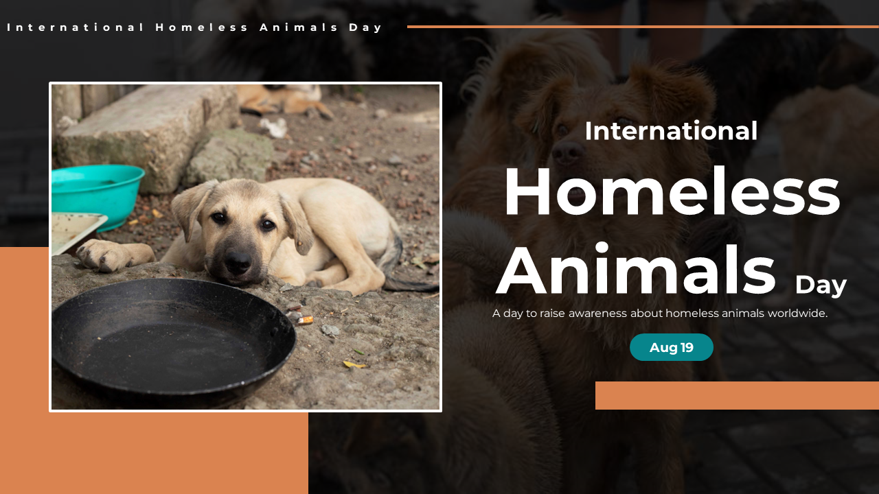 Slide deck for international homeless animals day covering topics such as stray animal challenges to fundraising efforts.