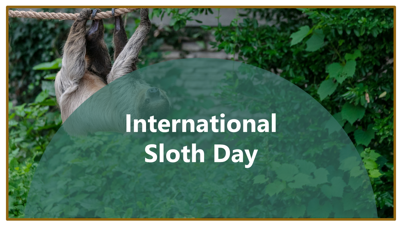 Green and brown themed slide deck with images of sloths, covering behaviors, types, and conservation efforts.