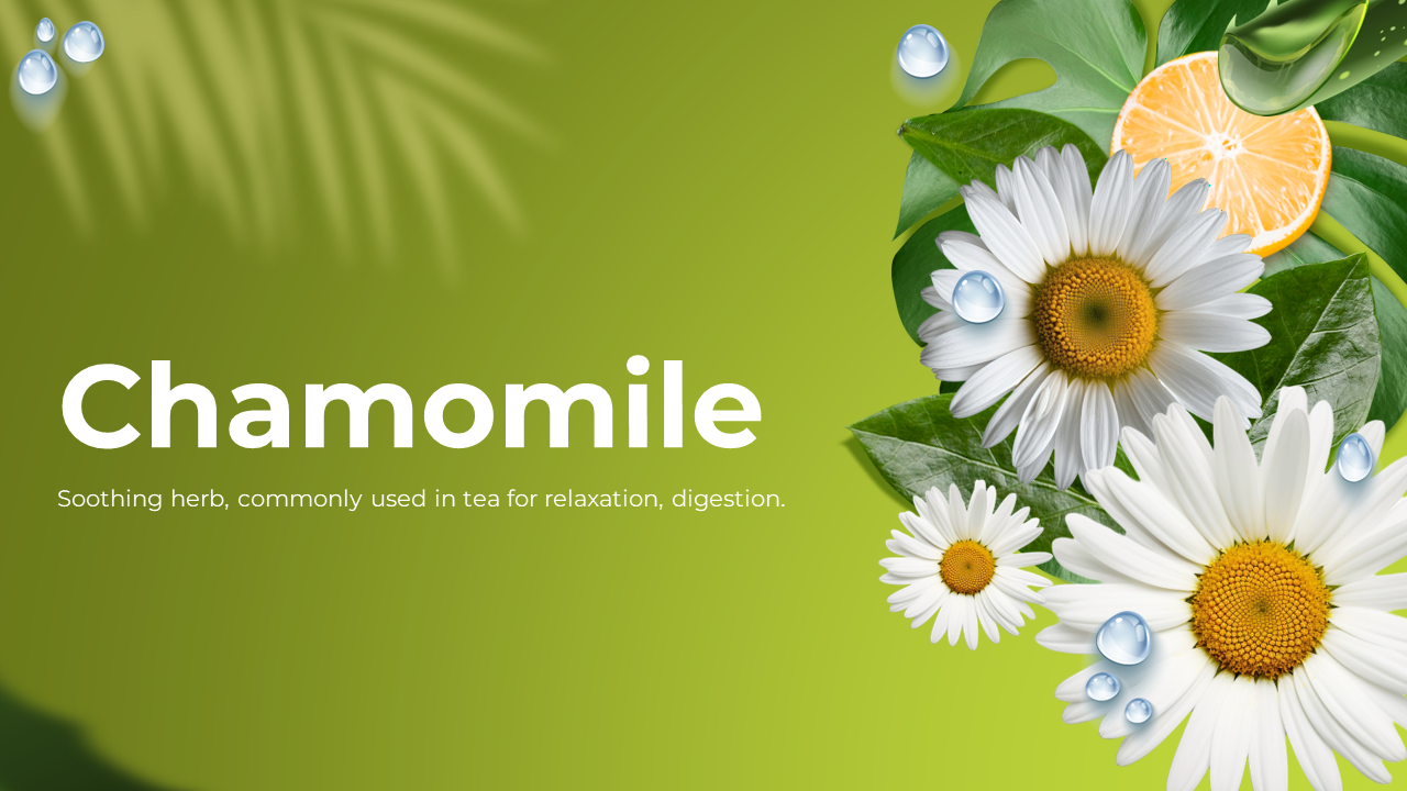 Chamomile presentation cover slides showcasing chamomile flowers, green leaves, and water droplets on a green background.