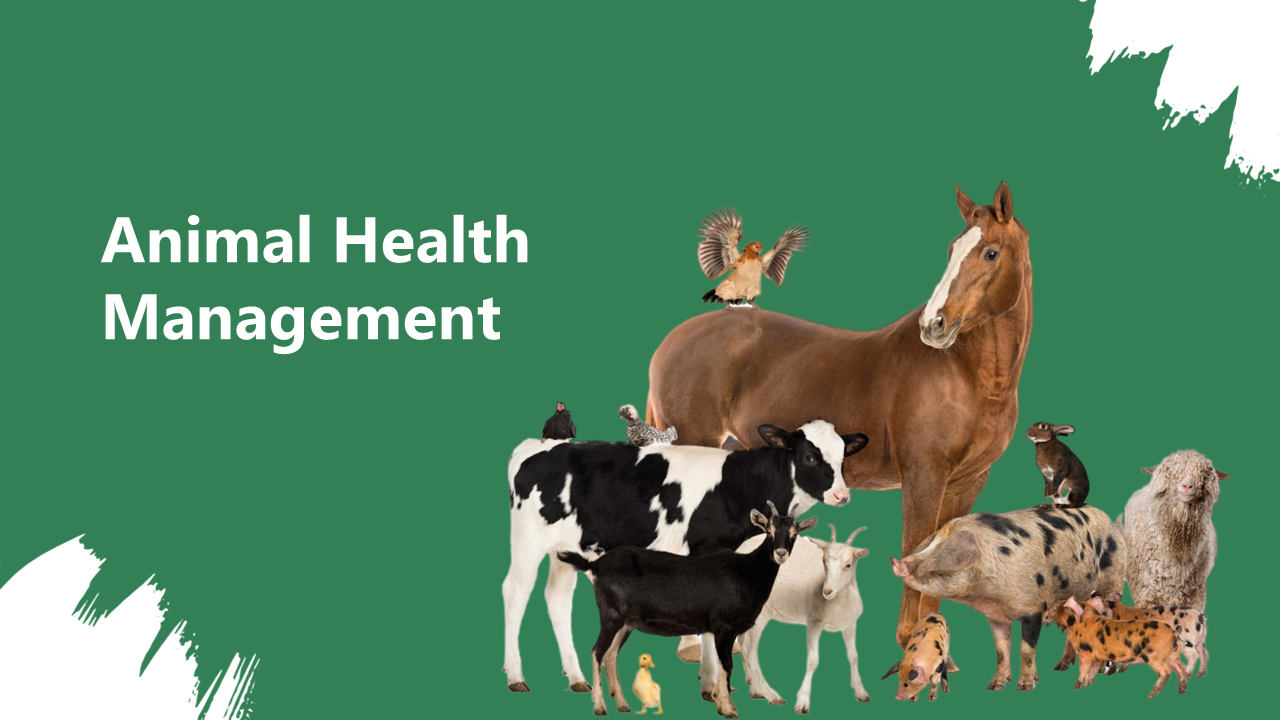 Green themed slide deck displaying various farm animals, with sections for veterinary care, disease control, and health.