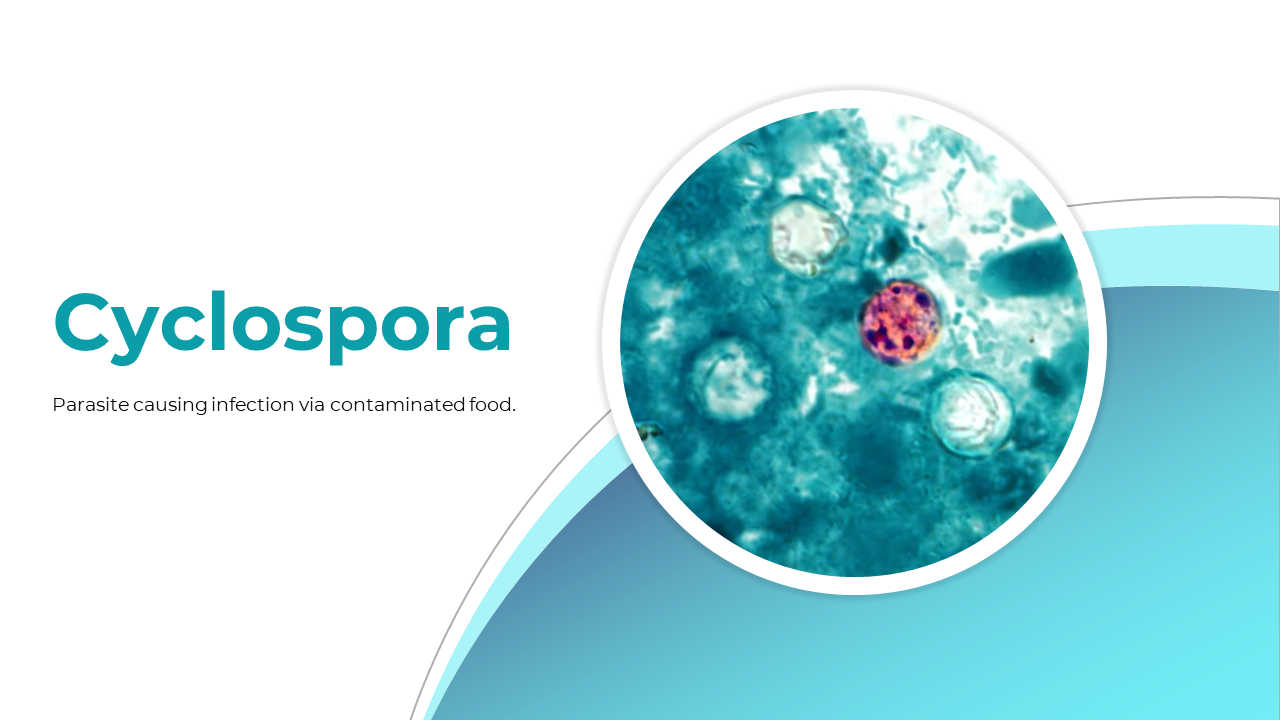 Cyclospora PowerPoint, Google Slides, And Canva Templates