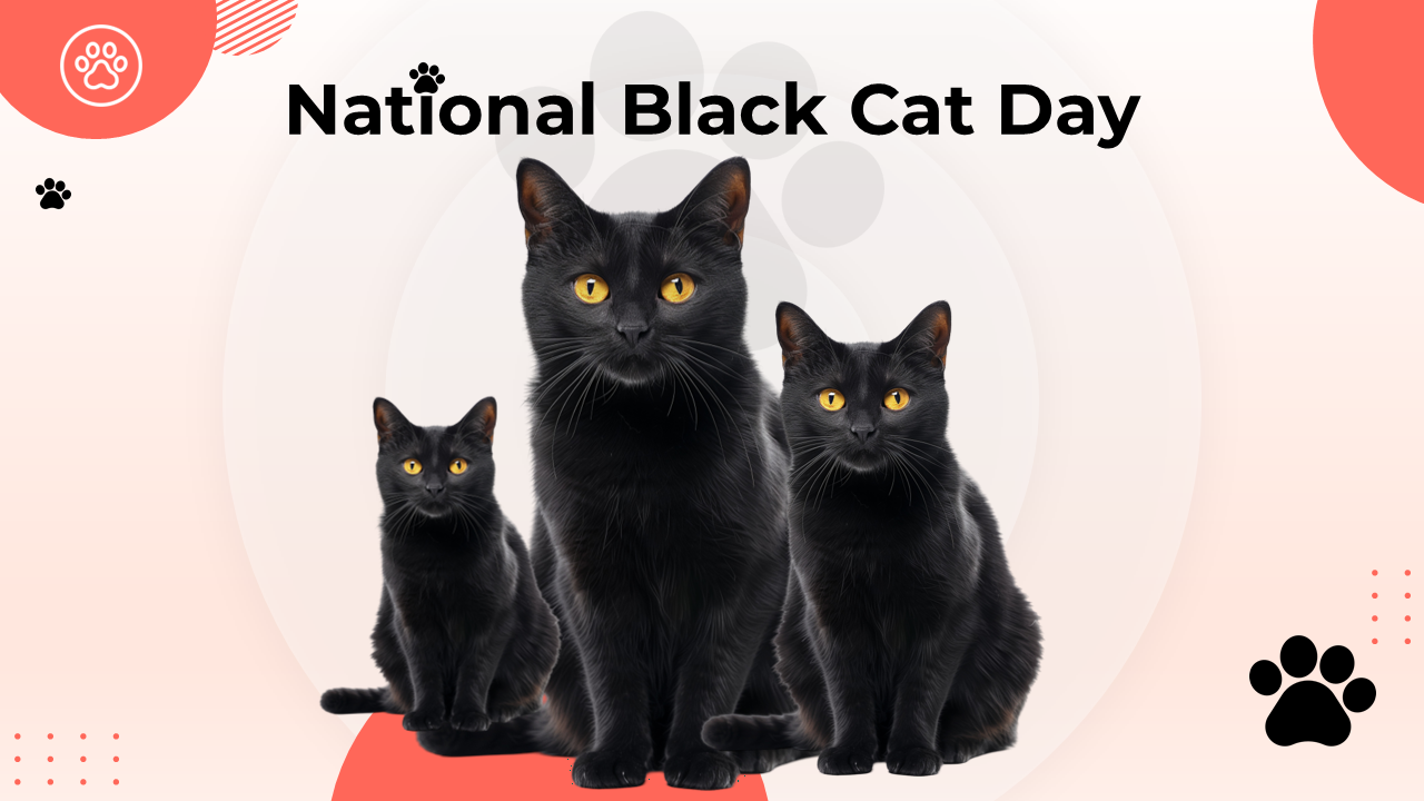 National Black Cat Day presentation with black cat images, awareness content, adoption info, and themed slide layouts.