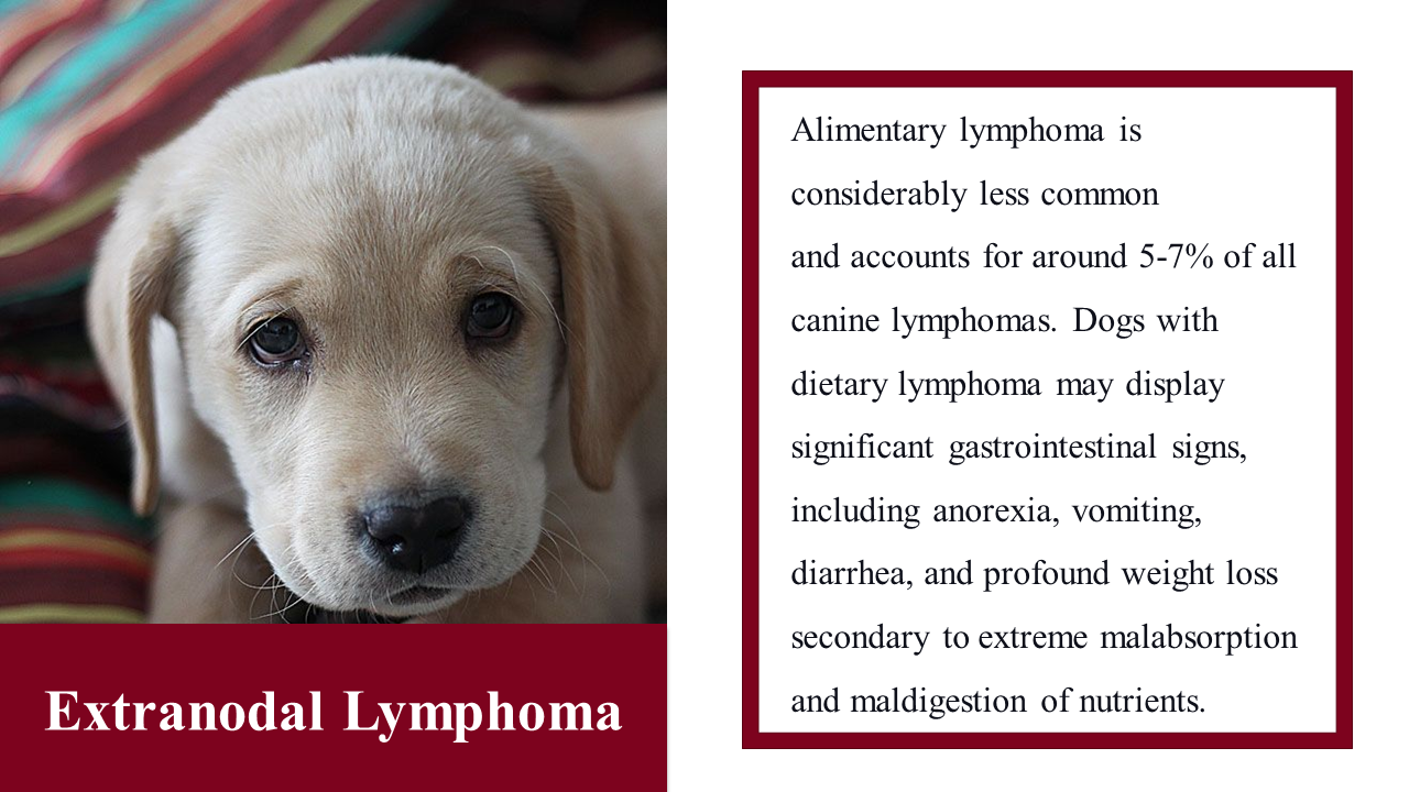 Buy Now National Canine Lymphoma Awareness Day Powerpoint