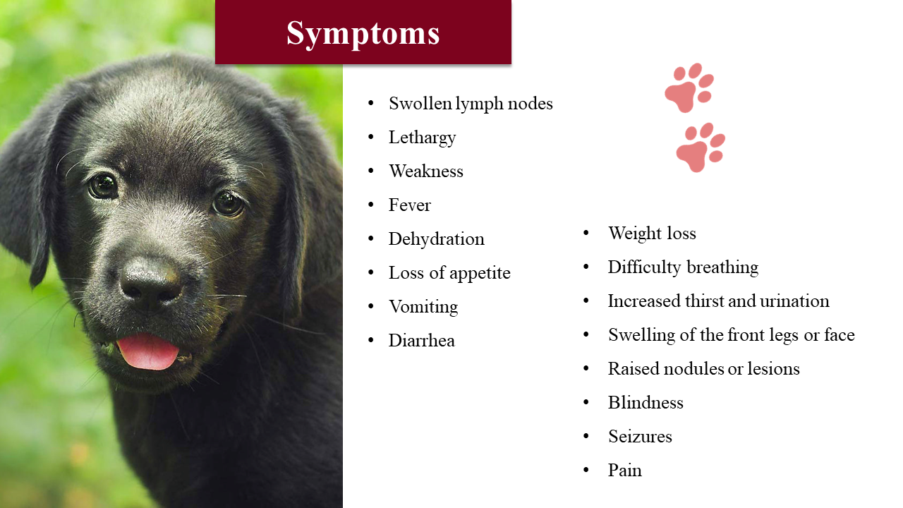 Buy Now National Canine Lymphoma Awareness Day Powerpoint