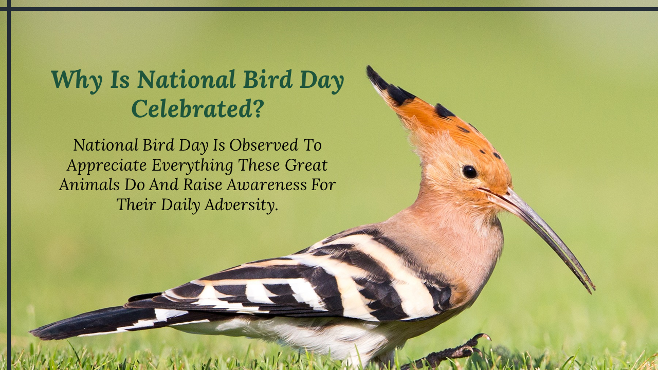 Download National Bird Day PowerPoint Template Design