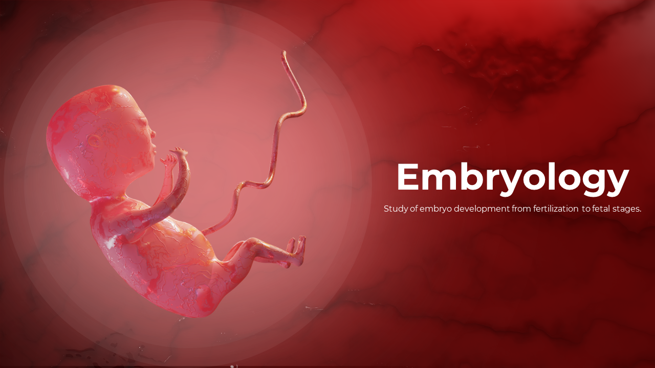 Best Embryology Presentation And Google Slides Templates