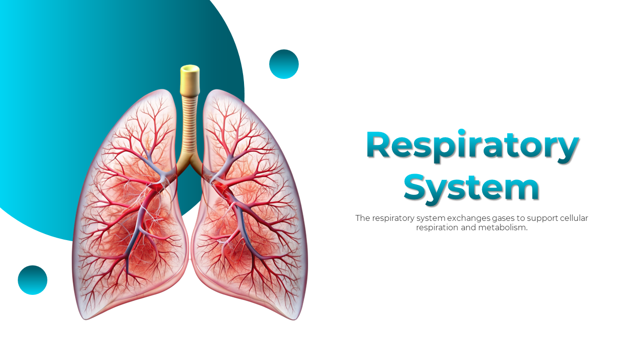 Concerning Respiratory System Presentation And Google Slides