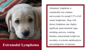 100039-national-canine-lymphoma-awareness-day-15