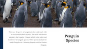 100347-world-penguin-day-presentation-06