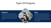 100347-world-penguin-day-presentation-08