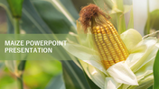 A ripe yellow corn ear in a husk with green leaves in the background, overlaid with white text.