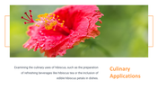 13844-hibiscus-powerpoint-presentation-04