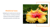 13844-hibiscus-powerpoint-presentation-06