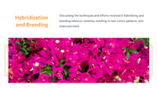 13844-hibiscus-powerpoint-presentation-10