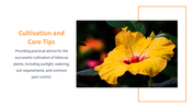 13844-hibiscus-powerpoint-presentation-13