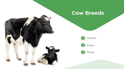 13863-cow-powerpoint-designs-03