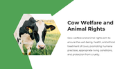 13863-cow-powerpoint-designs-07