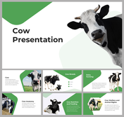 Slide deck with images of cows, covering topics like farming, nutrition, and animal welfare in green accents.