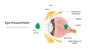 Cross section of a human eye viewing a green leaf, with pink and yellow colors showing key anatomical parts.