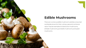 13866-mushroom-powerpoint-template-04