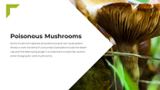 13866-mushroom-powerpoint-template-05