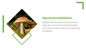 13867-mushroom-powerpoint-presentatio-13