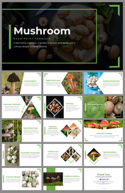 Slide deck showing the images of mushrooms, cultivation, species and their uses on a green and white color scheme.