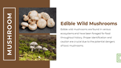 13868-mushroom-powerpoint-designs-04