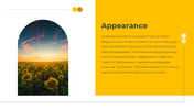 14049-sunflower-powerpoint-templates-02