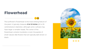 14049-sunflower-powerpoint-templates-03