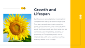 14049-sunflower-powerpoint-templates-04