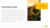 14049-sunflower-powerpoint-templates-06