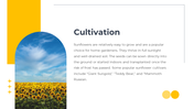 14049-sunflower-powerpoint-templates-07