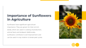 14049-sunflower-powerpoint-templates-08