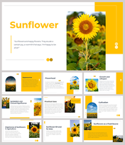 Slide deck featuring a sunflower image and content on its growth, practical uses, symbolism, and agricultural importance.