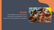 14157-free-chicken-powerpoint-presentation-template-02