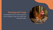 14157-free-chicken-powerpoint-presentation-template-07