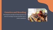 14157-free-chicken-powerpoint-presentation-template-12